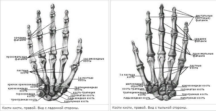 Что такое Finger fitness