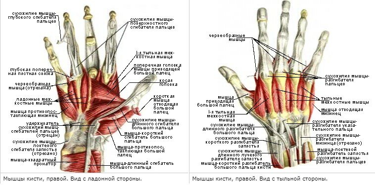 Что такое Finger fitness